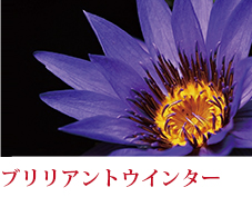 ブライトスプリングイメージ画像